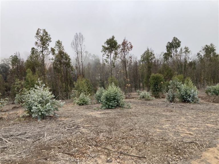Sitio en Venta en Puchuncaví